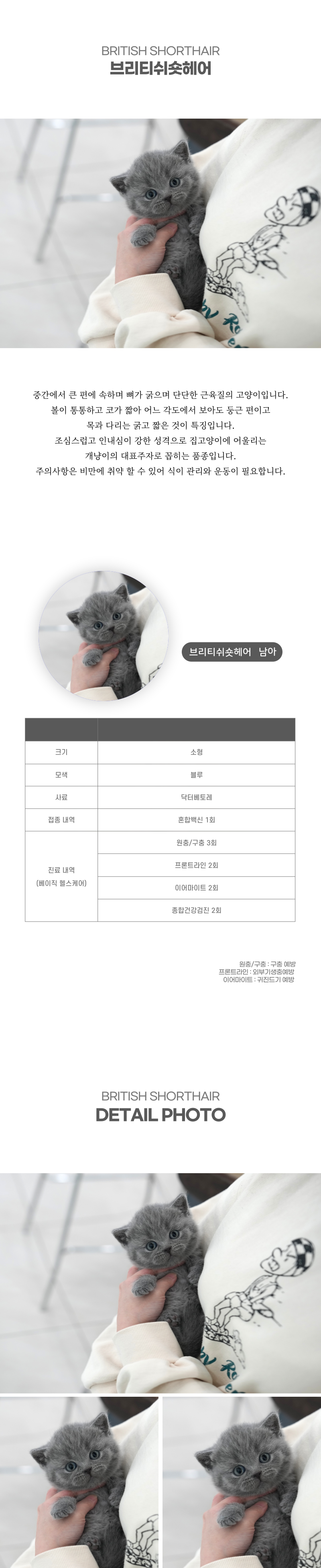 브리티쉬숏헤어_상세이미지_2